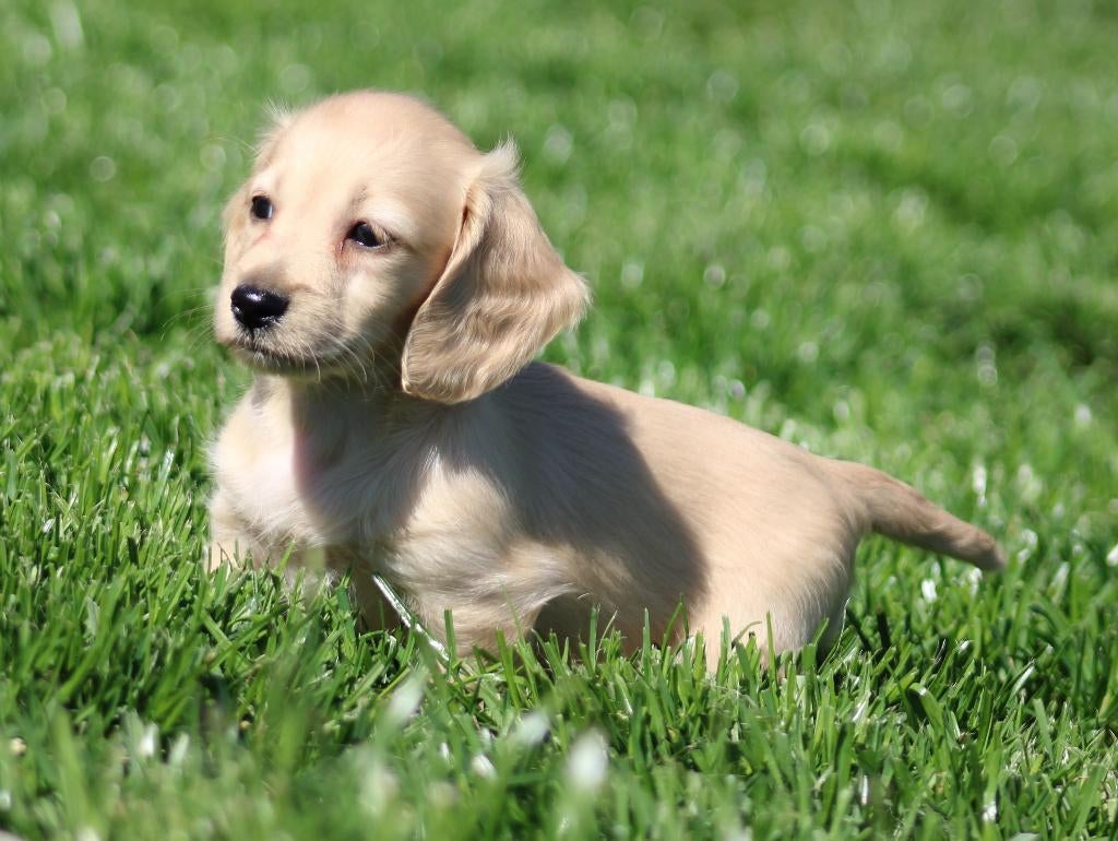 Teckel pup Cream, Dieren en Toebehoren, Parvo, België, Reu, 8 tot 15 weken