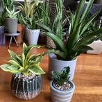 Een set aparte Sansevieria’s voor de verzamelaar., Huis en Inrichting, Kamerplanten, Ophalen