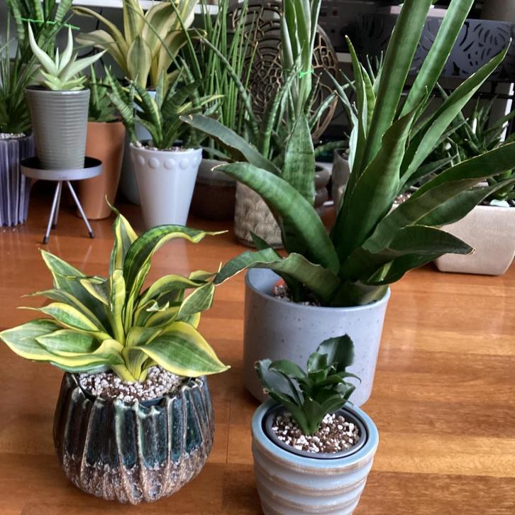 Een set aparte Sansevieria’s voor de verzamelaar., Huis en Inrichting, Kamerplanten, Ophalen