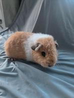 Gezocht : rex cavia zeugje (fokgeschikt), Dieren en Toebehoren, Knaagdieren, Maart, Vrouwelijk, Cavia