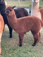 Alpaca merrie veulens, Dieren en Toebehoren, Juli