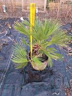 palmier - palmier nain, Jardin & Terrasse, Plantes | Jardin, Enlèvement, Plante fixe, Autres espèces, Plein soleil