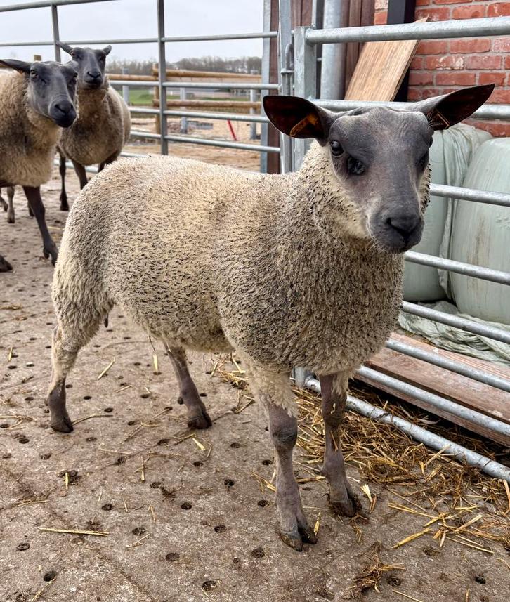 Agneaux Bleu du Maine — stud-book — ARR/ARR, Animaux & Accessoires, Moutons, Chèvres & Cochons, Mouton, Mâle, 0 à 2 ans