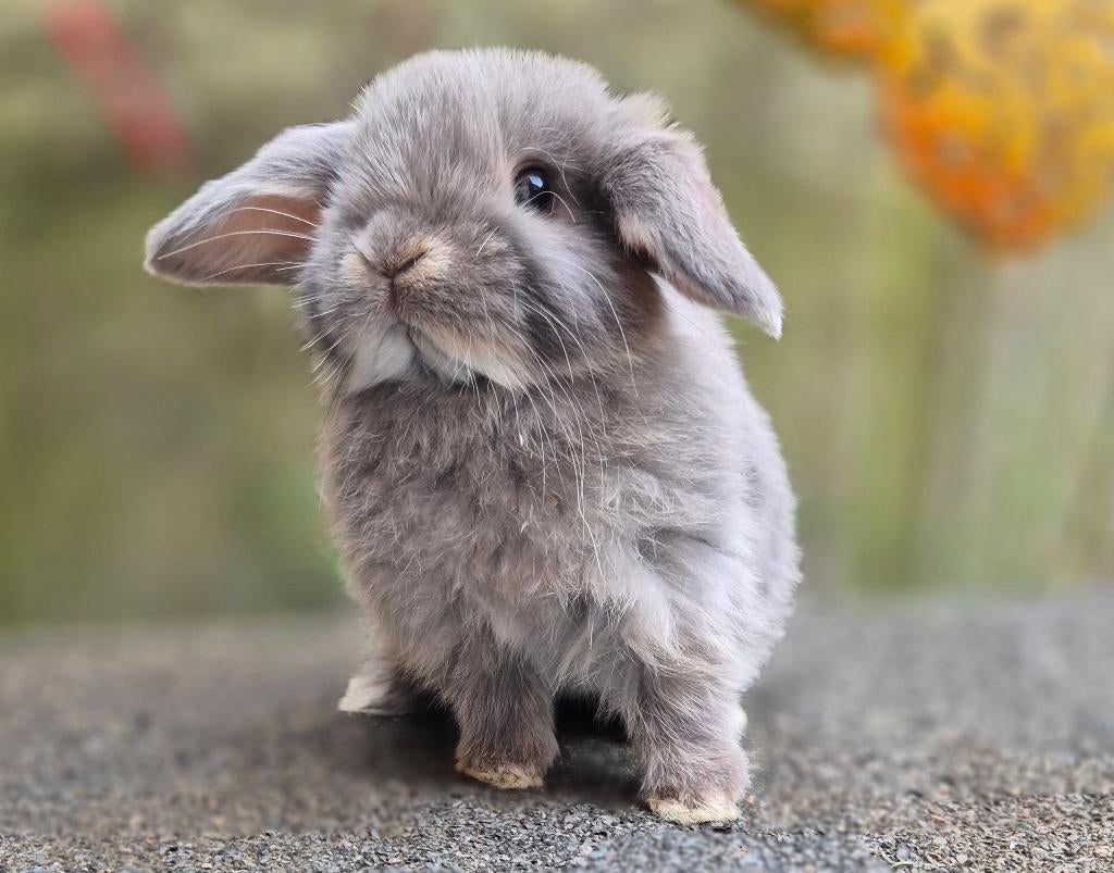 NHD x MINILOP KOPPELTJE, Meerdere dieren, Dwerg, Hangoor, 0 tot 2 jaar