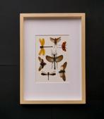 kader met gemixte insecten, Collections, Collections Animaux, Enlèvement ou Envoi, Neuf, Insecte, Animal empaillé