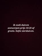 Ik zoek duiven regio antwerpen, Dieren en Toebehoren