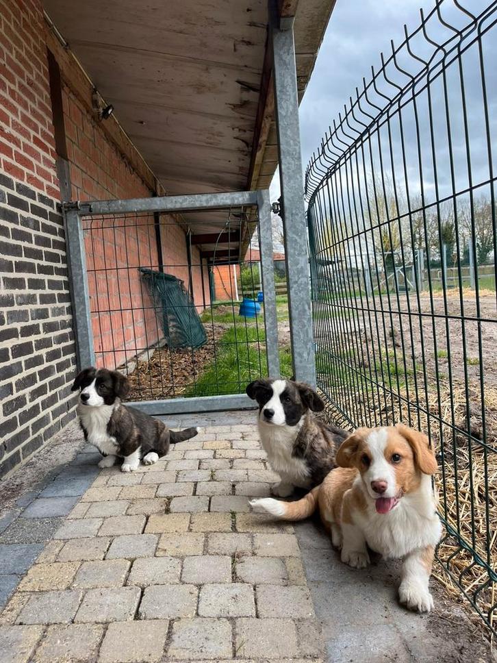 Prachtige corgi pups, Dieren en Toebehoren, Honden | Herdershonden en Veedrijvers, Meerdere dieren, Overige rassen, Fokker | Hobbymatig
