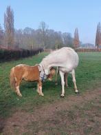 D- pony en leuke shetlander, Ruin, Onbeleerd, D pony (1.37m tot 1.48m), Ontwormd