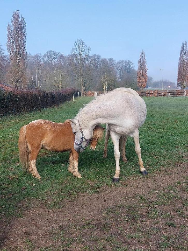 D- pony en leuke shetlander, Dieren en Toebehoren, Pony's, Ruin, Onbeleerd, D pony (1.37m tot 1.48m), Ontwormd, Ingeënt