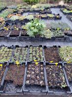 Tuinplanten assortiment voor een mooie tuin, Ophalen