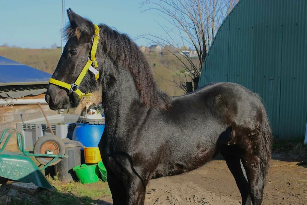Pouliche frison 11mois père tiede501 169cm, M