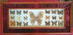 18 opgezette vlinders met in midden één atlas-atlas, Verzamelen, Ophalen of Verzenden, Nieuw, Insect, Opgezet dier