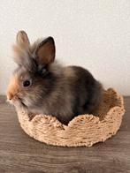 Konijnen, Dieren en Toebehoren