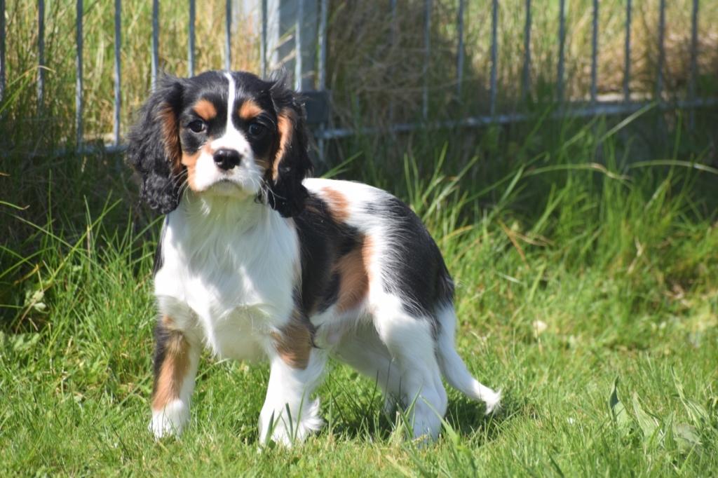 Cavalier King Charles spaniel pups, Dieren en Toebehoren, België, 15 weken tot 1 jaar, Parvo, Meerdere