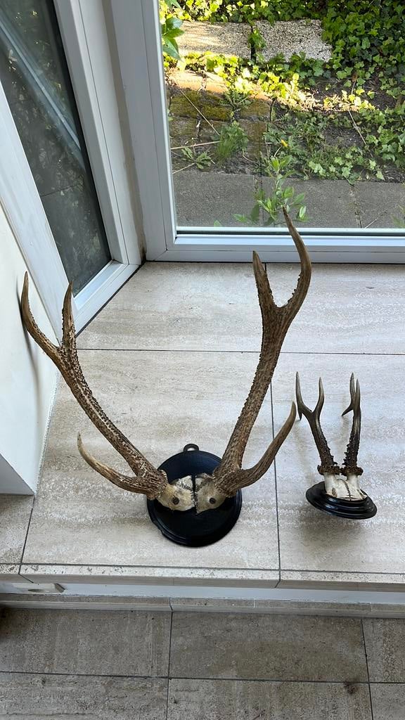 Geweien Hert & Ree, Ophalen, Hert