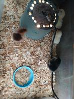 Cochin kriel kuikens 5 euro per stuk, Dieren en Toebehoren, Reptielen en Amfibieën