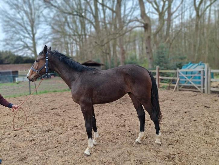 2 jarige ruin, Animaux & Accessoires, Chevaux, Hongre