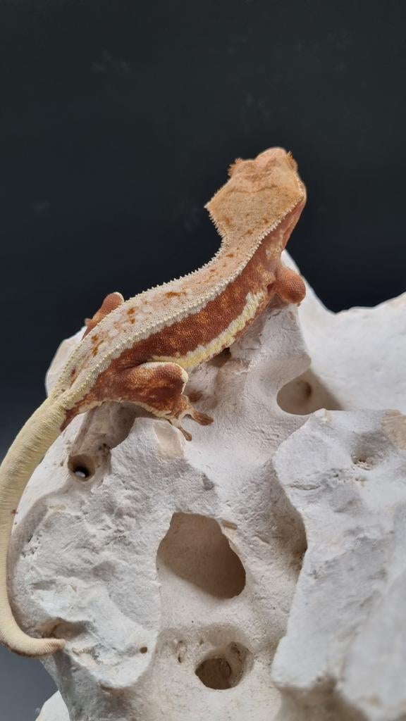 Crested gecko Red LW 0.1, Animaux & Accessoires, Reptiles & Amphibiens