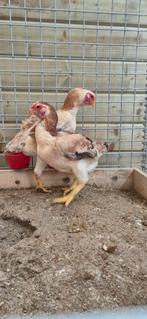 Yamato Gunkei , Ko Shamo, Dieren en Toebehoren, Vrouwelijk, Kip