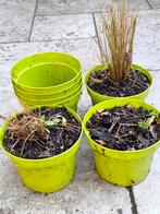 Frisgroene bloempotjes 1€ alles samen, Enlèvement