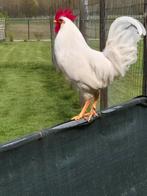 Broedeieren witte leghorn (legkip), Dieren en Toebehoren, Pluimvee