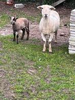 Jaarling ooi met lam