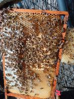 Colonie d'abeilles, Abeilles