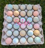 Broedeieren kleurleggers easter eggers olijfleggers kippen, Dieren en Toebehoren, Pluimvee, Kip