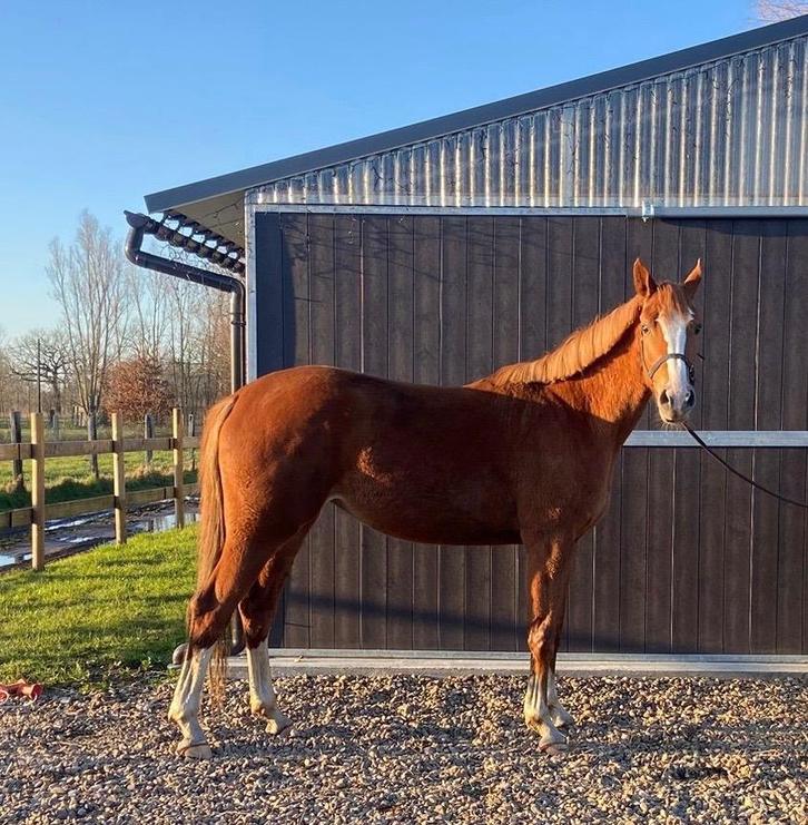 Tallentvolle 3jaarse springmerrie, Animaux & Accessoires, Chevaux, Jument, Débourré, 165 à 170 cm, 3 à 6 ans, Cheval de saut, Avec pedigree