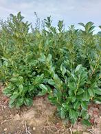 Prunus laurocerasus Rotundifolia, Jardin & Terrasse, Enlèvement