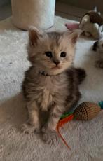 Prachtige Maine Coon kittens, Poes, Gechipt, 0 tot 2 jaar