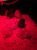 Eendagskuikens brahma / maran