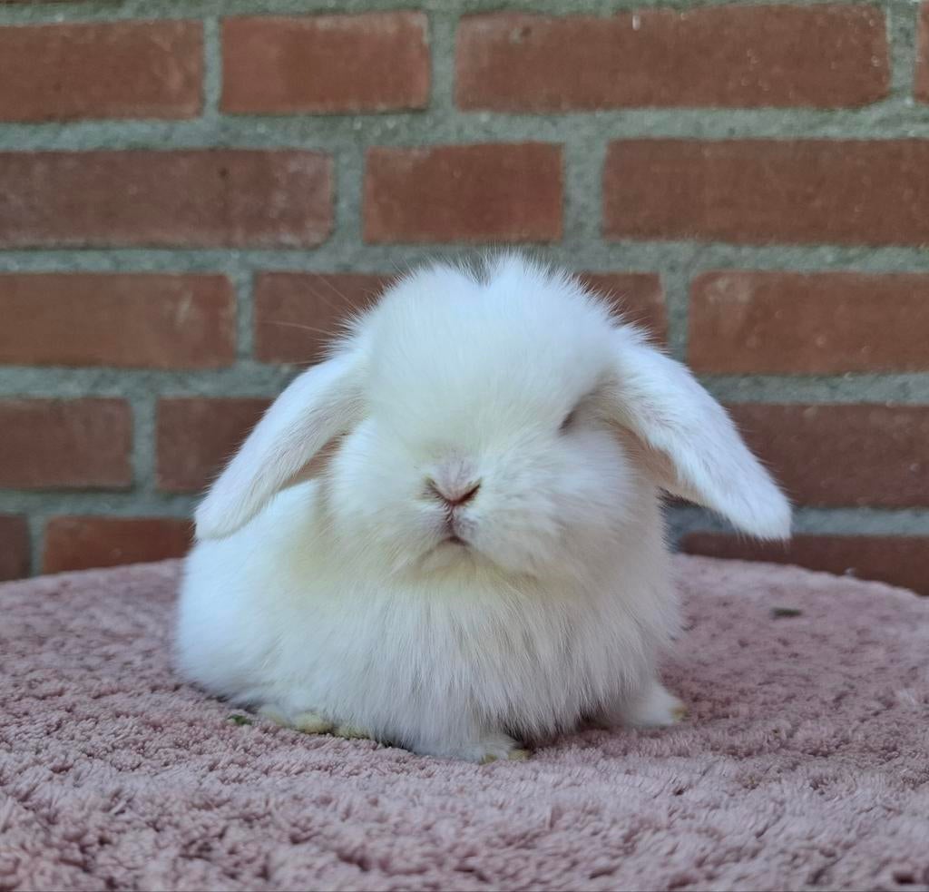 Raszuivere minilop voedster., Dieren en Toebehoren, Konijnen