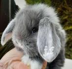 Raszuivere Franse hangoor konijnen, Plusieurs animaux, Grand, Oreilles tombantes, 0 à 2 ans