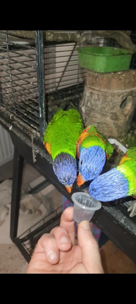 Lori van blauwe bergen met Dna, Meerdere dieren, Papegaai