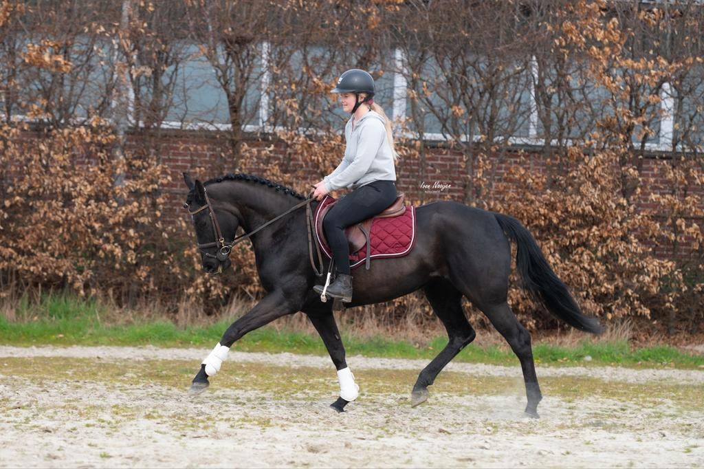 Zeer chique en talentvolle E pony !️, Avec pedigree, Poney E (1.48 m - 1.57m), B, Poney de dressage