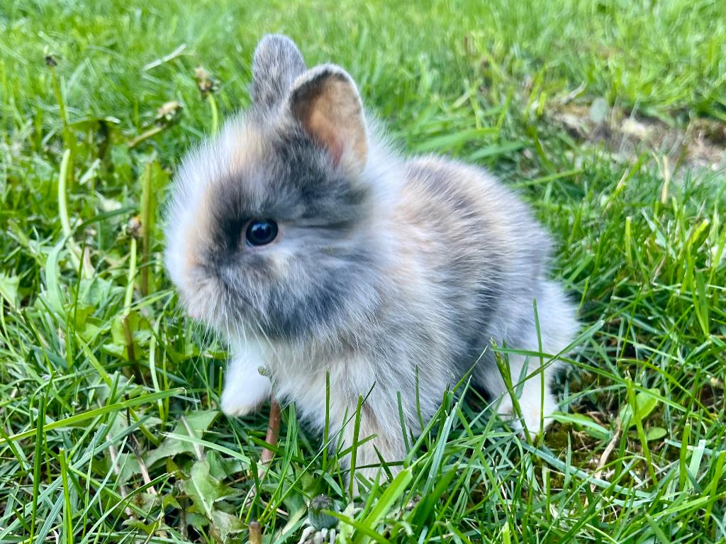 Langharige konijntjes te koop, Dieren en Toebehoren, Konijnen, Meerdere dieren, Dwerg, 0 tot 2 jaar