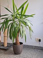 Yucca kamerplant, Ophalen