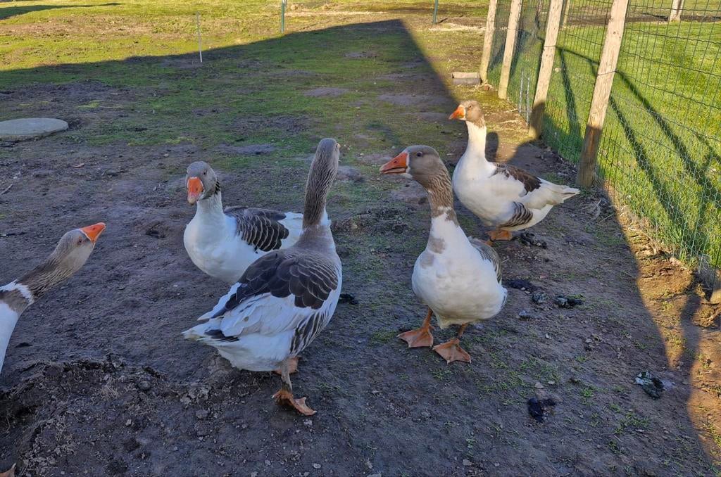 Broedeieren van raszuivere vlaamse ganzen, Dieren en Toebehoren