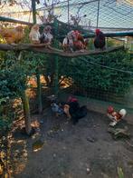 Broedeieren Ukkelse Baardkrielen, Dieren en Toebehoren, Meerdere dieren, Kip