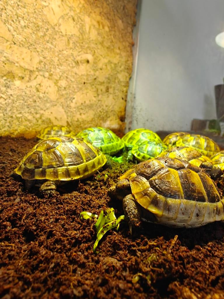 Testudo graeca Ibera nakweek 25