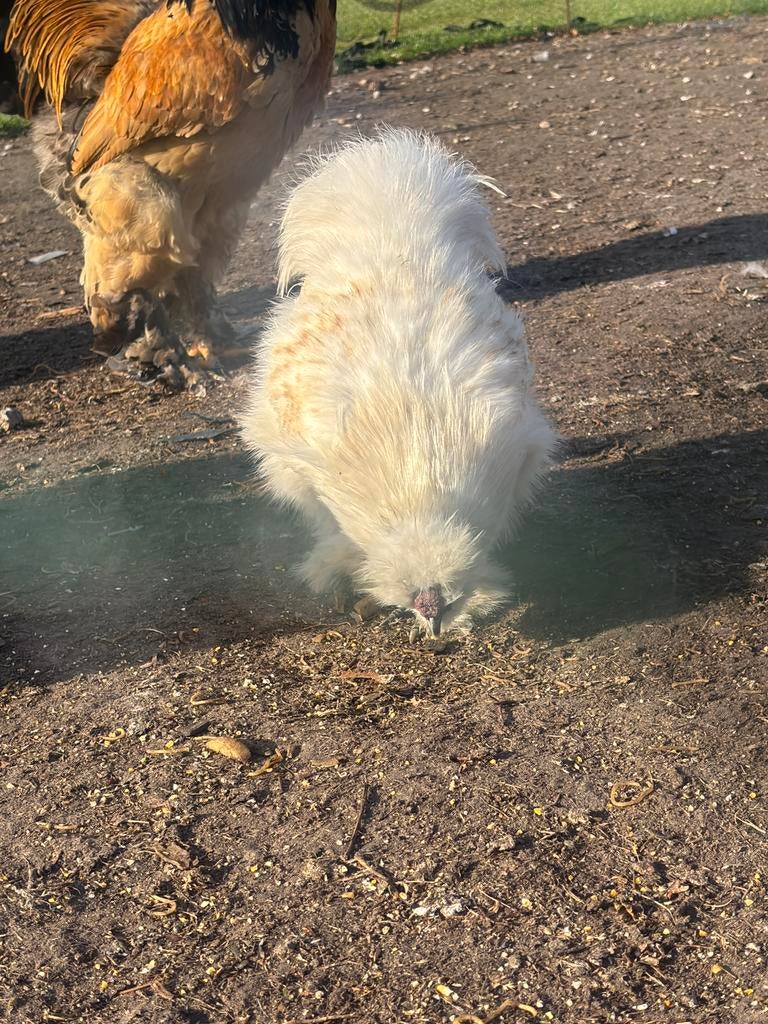 Zijdehoen Haan, Dieren en Toebehoren, Pluimvee, Kip, Mannelijk