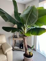 Bananenplant, Ophalen