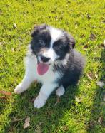 Australische herder pups / Aussi pup / Australian Shepherd, Dieren en Toebehoren, Parvo, België, 8 tot 15 weken, Teef