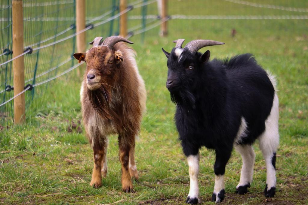 Dwerggeiten bokje, Dieren en Toebehoren