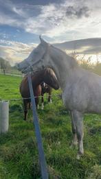 Poulain arabe, Animaux & Accessoires