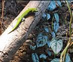 Phelsuma kochi (vrouwtje) beschikbaar, Lézard, 3 à 6 ans