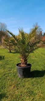 Phoenix Canariensis, dadelpalm, Tuin en Terras, Ophalen of Verzenden, In pot