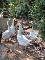 Ganzen, Dieren en Toebehoren