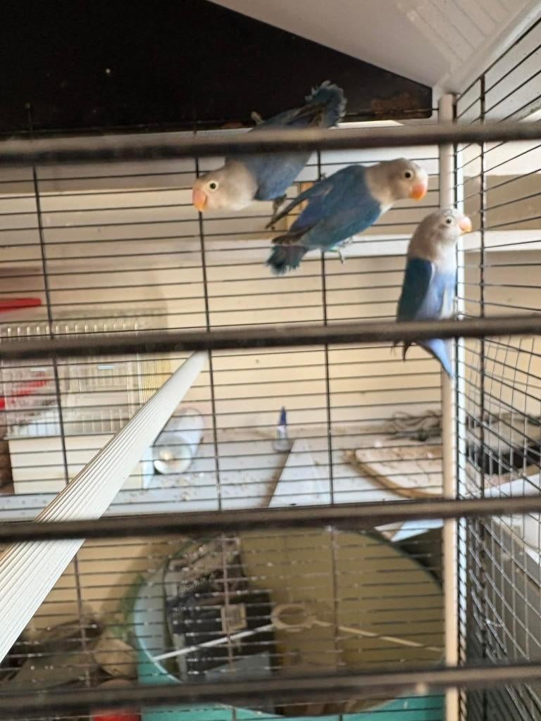 pêches 2026, Animaux & Accessoires, Oiseaux | Perruches & Perroquets, Plusieurs animaux, Perroquet nain ou Inséparable, Bagué